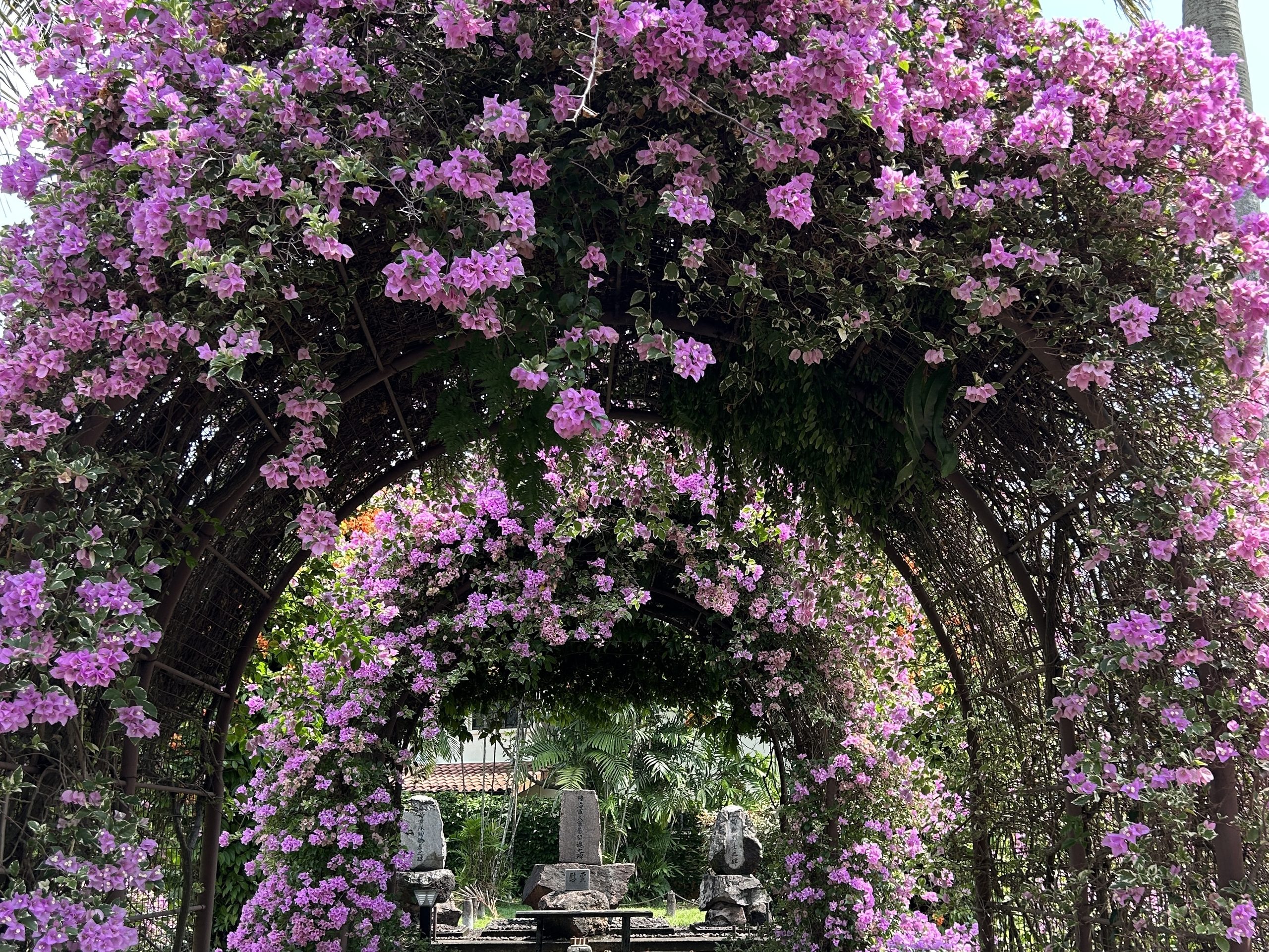 南国に咲く「日本の桜」――シンガポール日本人墓地公園
